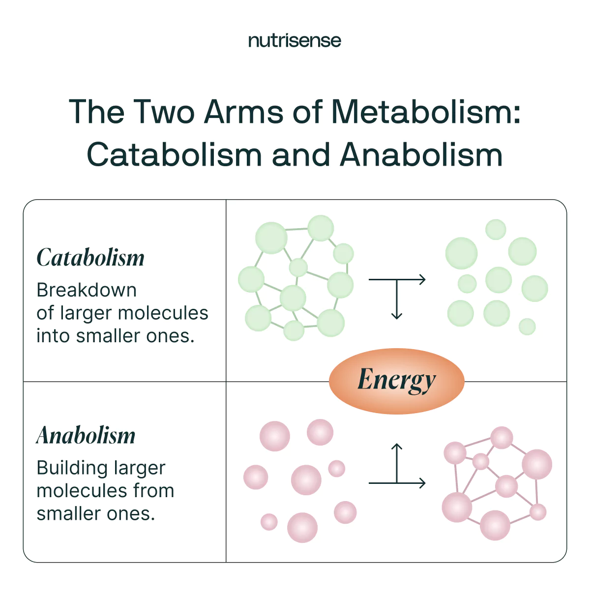 two arms of metabolism